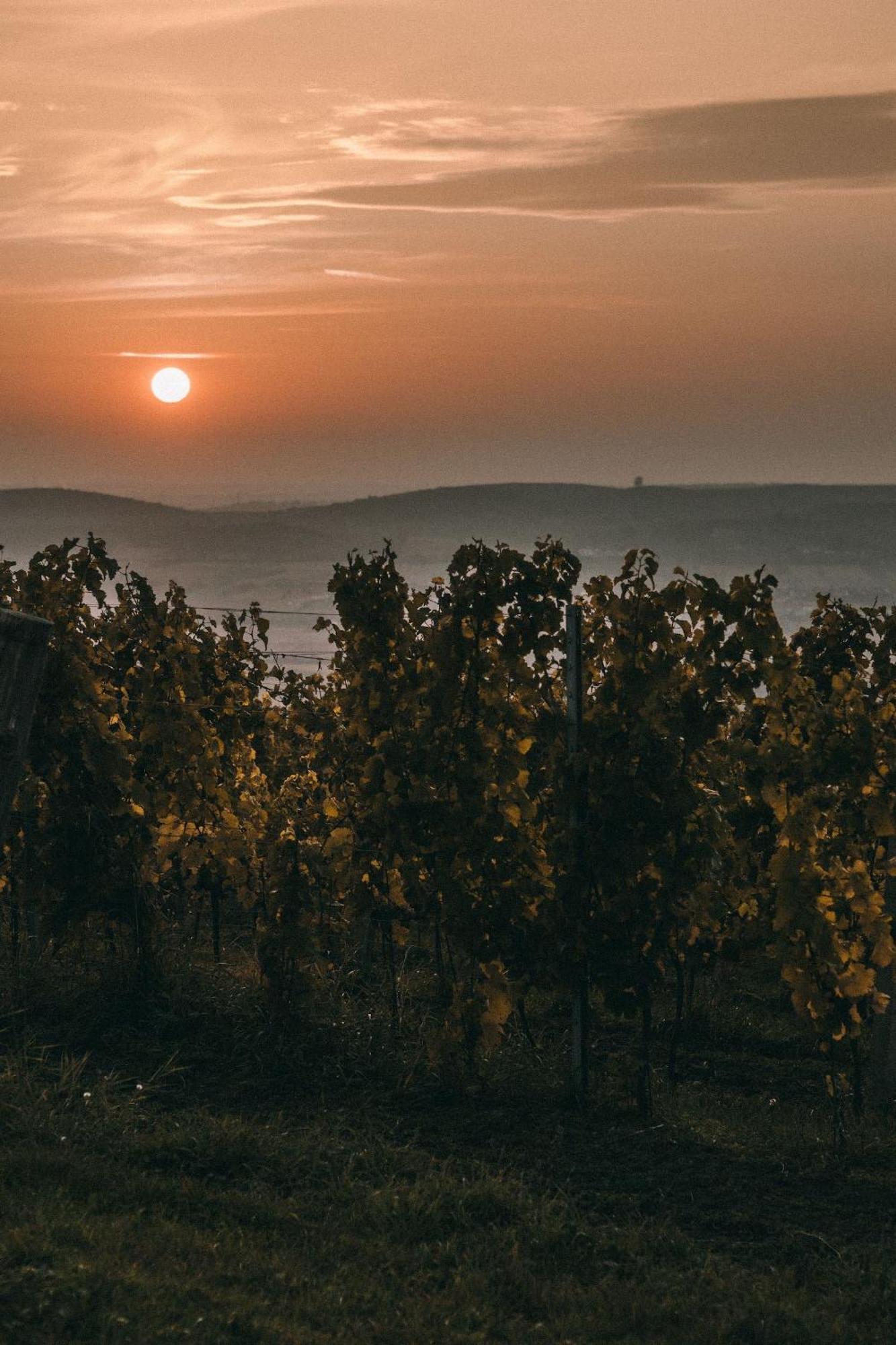 Marinada Vinicni Dum Bed and Breakfast Pavlov Buitenkant foto